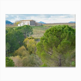 Vineyards And Trees 20211128 181ppub Canvas Print