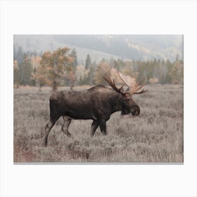 Western Moose Canvas Print