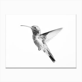 Modern Hummingbird Canvas Print