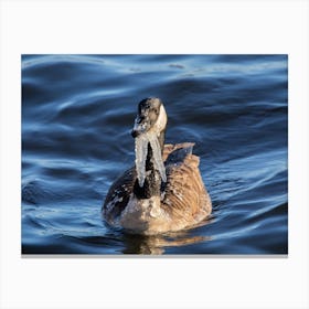 Goose With Icicles On Its Neck Canvas Print