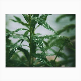 Dew Drops Canvas Print