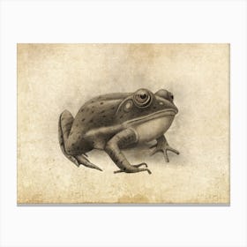 Sepia Frog Canvas Print
