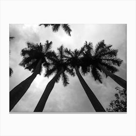 Black And White Palm Trees 3 Canvas Print