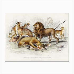 Asiatic Lion, Lioness, Bengal Tiger, Leopard, And Jaguar, Oliver Goldsmith Canvas Print