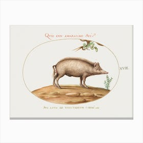 A Pig With Acorns (1575–1580), Joris Hoefnagel Canvas Print