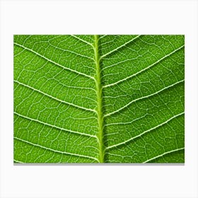 Leaf Texture Canvas Print