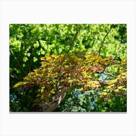 Treetops with green and yellow leaves, Japanese Maple Canvas Print