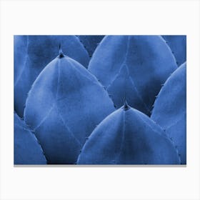 Blue Cactus Close Up Canvas Print