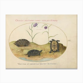 Animalia Qvadrvpedia Et Reptilia, Joris Hoefnagel(2) Canvas Print