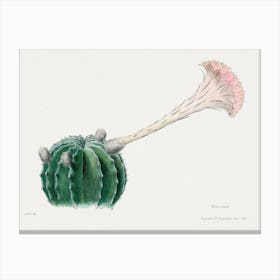 Easter Lily Cactus, Familie Der Cacteen 1 Canvas Print