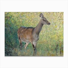 Deer In Glade Canvas Print