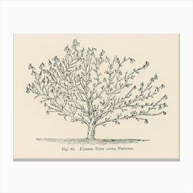 Vintage Illustration Of Tree, John Wright Canvas Print