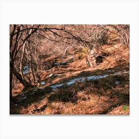 Winter Forest 20231225123429pubpub Canvas Print