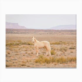 Palomino Wild Horse Canvas Print