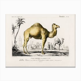 Camel (Camelus), Charles Dessalines D'Orbigny Canvas Print