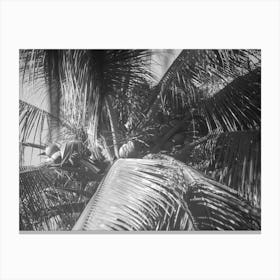 Palm Tree in Black & White Canvas Print