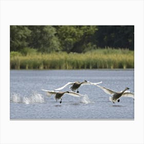 Cygnets Gliding Across A Serene Lake In A Tranquil Setting Feathers Capturing The Essence Of Purity Canvas Print