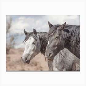 Pair Of Wild Horses Canvas Print