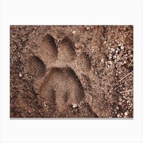 Mountain Lion Footprint Canvas Print