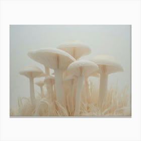 White Mushrooms Canvas Print