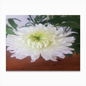 White Chrysanthemum Canvas Print