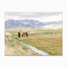 Horses In Iceland  Canvas Print