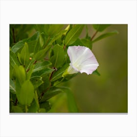 Beautiful White Wildflower Canvas Print