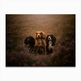 Three Cocker Spaniels In A Heather Field- Scotland Highland UK dog photo print - moody animal photography Canvas Print