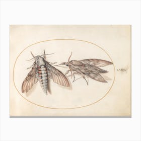 Two Hawk Moths, Joris Hoefnagel Canvas Print