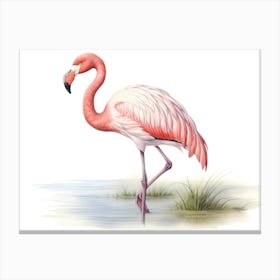 Flamingo 17 Canvas Print