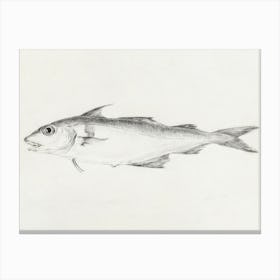 Fish 2, Jean Bernard Canvas Print