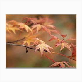 Autumn Leaves 1 Canvas Print