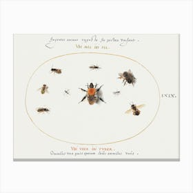 Nine Bees And Other Insects (1575–1580), Joris Hoefnagel Canvas Print