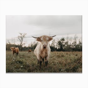 Highland Cows In The Meadow Canvas Print
