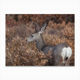 Deer In Bushes Canvas Print