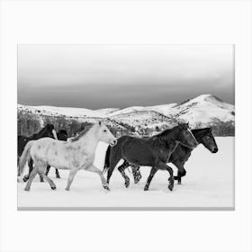 Wild Horses In Wyoming Canvas Print