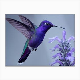 Purple Hummingbird Canvas Print