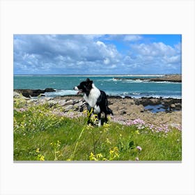 Border Collie On The Beach Canvas Print