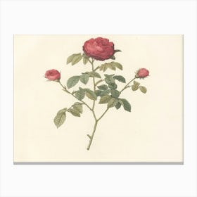 Roses On A Branch 5 Canvas Print