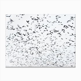 999 Birds Canvas Print