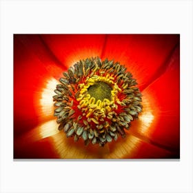 Red Poppy Canvas Print