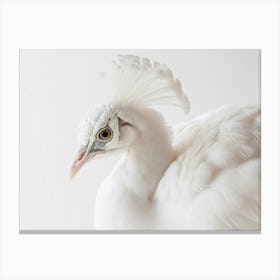 White Pheasant Canvas Print