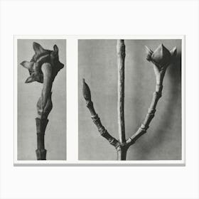 Pacific Dogwood, Karl Blossfeldt Canvas Print