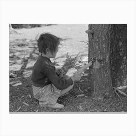 Untitled Photo, Possibly Related To Josie Caudill Getting Resin From Pinon Tree For Chewing Gum Canvas Print