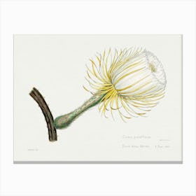 Snake Cactus, Familie Der Cacteen Canvas Print