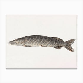Pike Fish, Jean Bernard Canvas Print