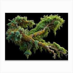 Large Twisted Tree Branch With Moss And Green Foliage Canvas Print