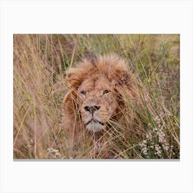 Lion Male Color Canvas Print
