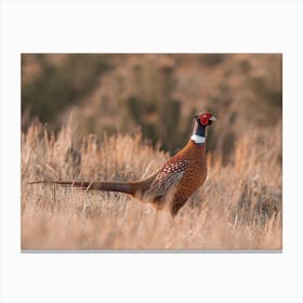 Montana Pheasant Canvas Print