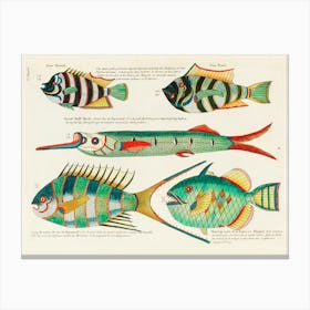 Colourful And Surreal Illustrations Of Fishes Found In Moluccas (Indonesia) And The East Indies, Louis Renard(84) Canvas Print